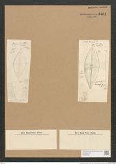 Diatomeae indet. (de-Toni-Nr.: Species 1263 ?) Zeichnungen Sammlung Grunow Nr. 2461 (NHMW-BOT-W0369633)